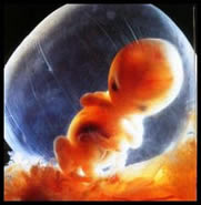 The unborn child at 8 weeks