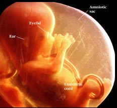 an unborn child at 16 weeks