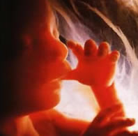 An 18 week unborn child, sucking thumb.