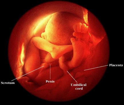 the unborn child at 8 months