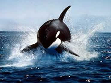 Description: Photo: Killer whale breaching