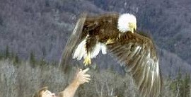 Releasing an eagle