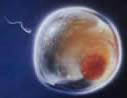 the sperm approaching the ovum