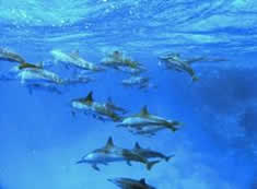 Description: http://www.bigearth.com/wp-content/uploads/2012/04/Redseadolphins-369x276.jpg