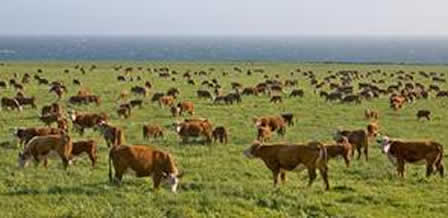 Description: http://uwstudentweb.uwyo.edu/S/SRIDGEWA/cattle2.jpg